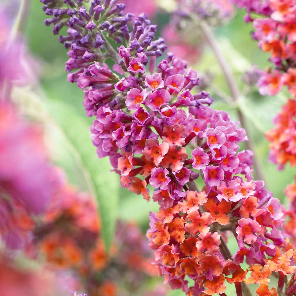 Buddleia Butterfly Bush Buddleja Shrubs Urban Butterfly Garden