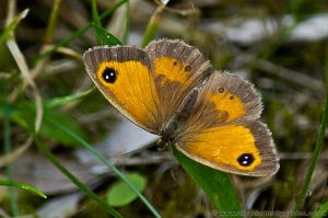 Gatekeeper Butterfly (Pyronia tithonus) Female