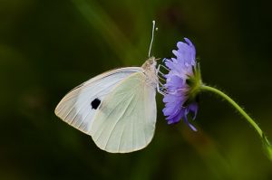 Large white Butterfly on scabious flower