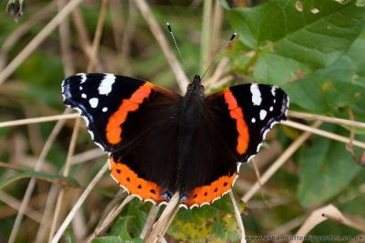 Red White Black Butterfly 