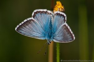 Chalkhill Blue Butterfly (Lysandra coridon) Male on plant stem Barnack hills and holes