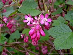 Flowering Currant (Ribes) clusters of Crimson flowers