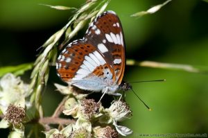 White Admiral butterfly -underside on brambles