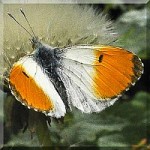 Whites - Pierinae