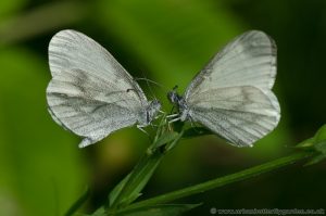 Wood White Butterflies