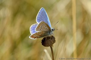 Common blue Butterfly resting on ox-eye daisy stem