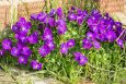 Aubretia a spring garden plant with many small purple or pink flowers