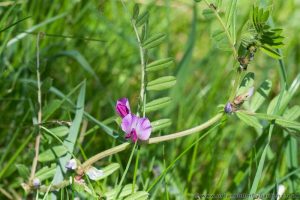 Common Vetch a meadow wildflower, small pink or purple flowers long stems