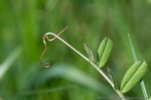Tendrils on ends of leaves of Common Vetch wrap around neighbouring plants