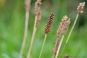 Ribwort Plantain, Narrow leaf Plantain, seeds on stem after flowers