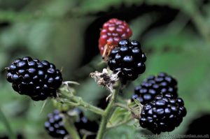 Ripe and ripening wild Blackberries rubus