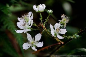 Bramble Blackberry (Rubus spp.) flowers on bush