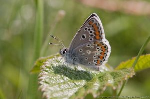 Brown Argus Butterfly (Aricia agestis) - May - Dunstable Downs