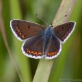 Brown Argus Butterfly (Aricia agestis)