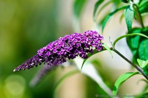Buddleia (davidii) Popular Butterfly attracting garden shrub
