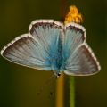 Chalkhill Blue Butterfly - Male wings open in sunshine