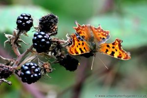 Comma Butterfly feeding on ripe Blackberries