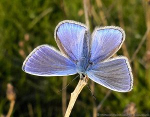Common Blue Butterfly (Polyommatus icarus) Male in sunshine