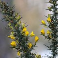 Common Gorse (Ulex europaeus) for hedgeing and wildlife