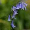 Native English Bluebell (Hyacinthoides non-scripta) spring woodland flower