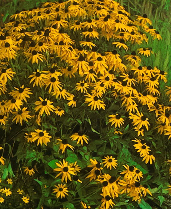 Cone Flowers-1 | Urban Butterfly Garden