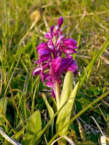 Early Purple Orchid (Orchis mascula) at Barnack Hills and Holes