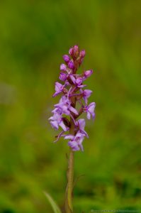 Fragrant Orchid (Gymnadenia conopsea) at Barnack Hills And Holes