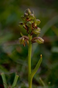 Frog Orchid (Coeloglossum viride) Barnack