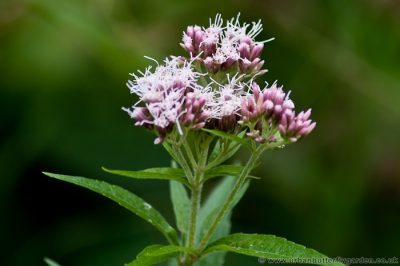 Hemp Agrimony (Eupatorium cannabinum) | Urban Butterfly Garden