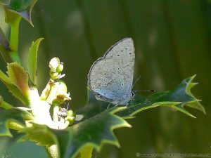 Holly-Blue-Butterfly (Celastrina-argiolus) on Holly (Ilex aquifolium)