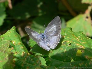Holly Blue Butterfly- Female-with wings open