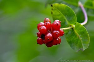 Honeysuckle (Lonicera periclymenum) red berries