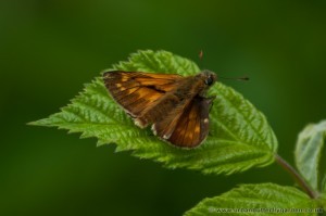 Large Skipper Butterfly (Ochlodes venata) on bramble leaf