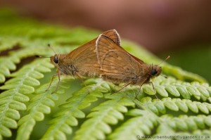 Mating Large Skipper Butterflies, Bedford Purlieus