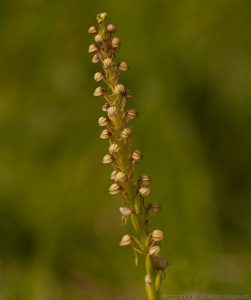 Man Orchid (Aceras anthropophorun) Barnack