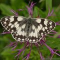 Marbled White Butterfly (Melanargia galathea) wings closed rested on greater knapweed