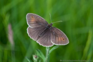 Meadow Brown Butterfly - Male