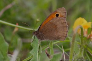 Meadow Brown Butterfly (Maniola-jurtina) Wings Closed
