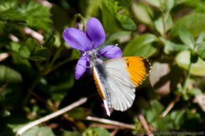 Orange-tip Butterfly on wildflowering violets in early Spring