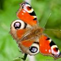 Peacock Butterfly (Inachis io) showing eye spots on wings