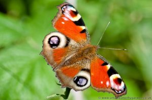 Peacock Butterfly (Inachis io) showing eye spots on wings
