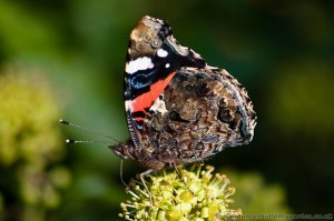Red Admiral (Vanessa atalanta) wings closed on Ivy flowers