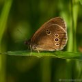 Ringlet Butterfly (Aphantopus hyperantus) with wings closed showing under-side