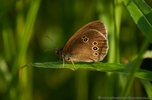 Ringlet Butterfly (Aphantopus hyperantus) with wings closed showing under-side
