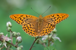 Silver-washed-Fritillary-Male-Bedford-Purlieus