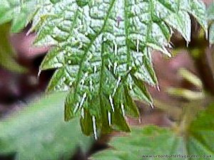 Small Stinging Hairs, called Trichomes on Nettle leaves and stems