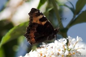 Small Tortoiseshell Butterfly (aglais urticae) wings-closed on Buddleia