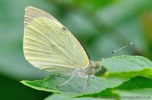 Small White Butterfly (Pieris rapae)