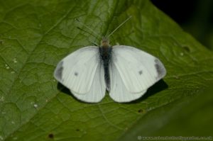 Small White Butterfly (Pieris rapae) with open wings