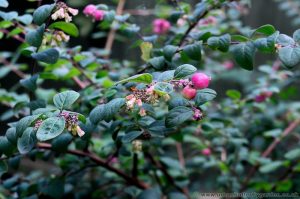 Snowberry Bush with Berrys